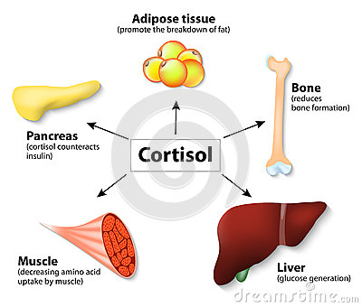 what are stress hormones