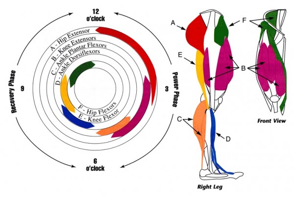 Muscles used when cycling