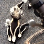 Running Into A Family Of Skunks On Your Ride