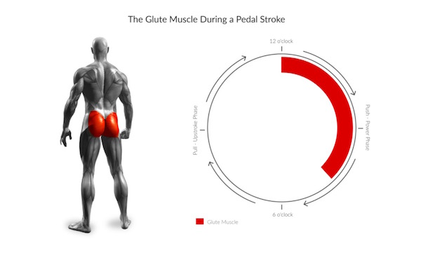 Pain in the Ass: Why You Shouldn't Ignore Your Glutes - I Love Bicycling