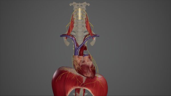 Phrenic nerve